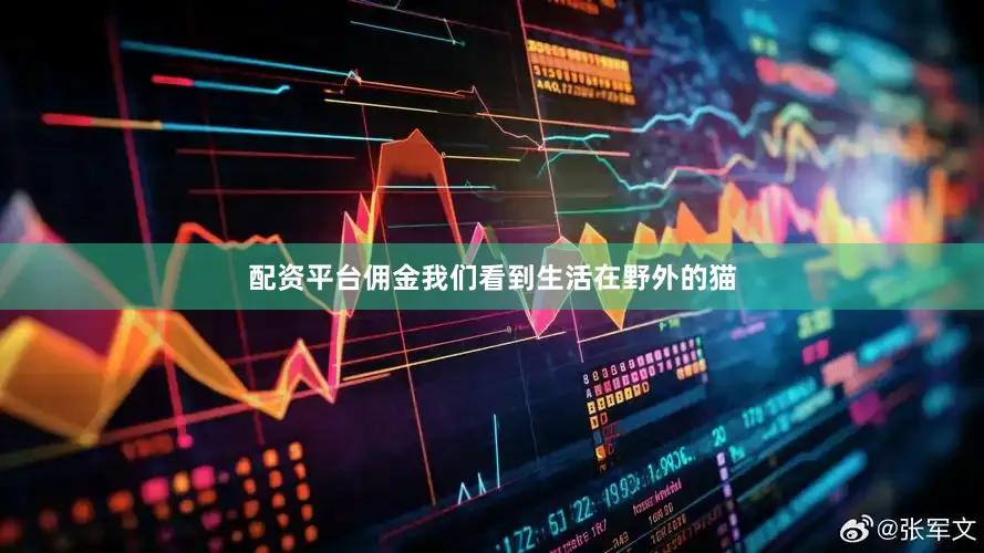 配资平台佣金我们看到生活在野外的猫